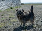 Dog friendly holidays Dog friendly holidays